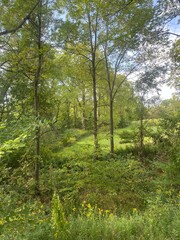 Obraz premium trees in the forest