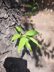 Sprout of a tree, Retoño de un árbol 543