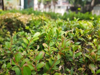 Close-up of leaves in the city, Acercamiento de hojas en la ciudad 563