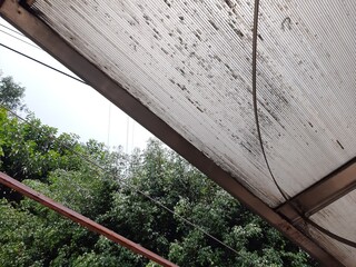 Trees in the city, Árboles en la ciudad 566