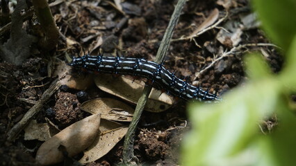 A caterpillar on the ground among the branches in the garden
