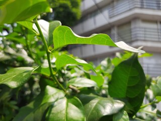 Close-up of leaves in the city, Acercamiento de hojas en la ciudad 574