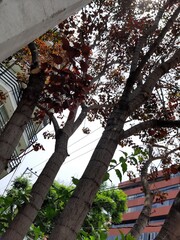 Trees in the city, Árboles en la ciudad 573