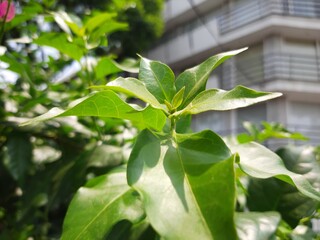Close-up of leaves in the city, Acercamiento de hojas en la ciudad 575