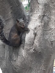 Squirrel climbing a tree in a forest, Ardilla trepando a un árbol en un bosque 576