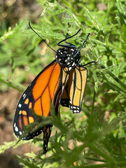 monarch butterfly on a flower