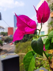 Purple flowers in the city, Flores de color morada en la ciudad 590