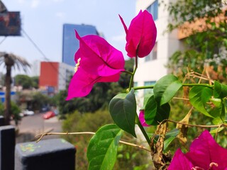 Purple flowers in the city, Flores de color morada en la ciudad 591