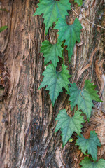 A vine with green leaves growing on an old tree trunk.
