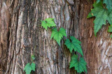 A vine with green leaves growing on an old tree trunk.