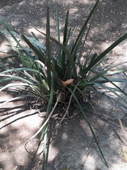 Plants on the street, Plantas en la calle 601