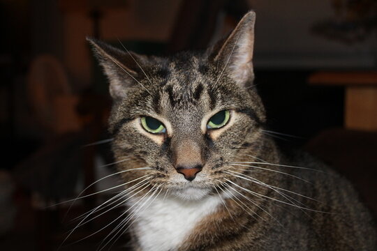 portrait of a cat