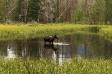 Moose in pond takes a drink 