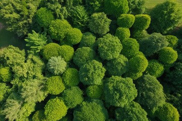 Top-down Observation of Thick Greenery on a Clear Background