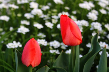 Red tulips with white daises background 