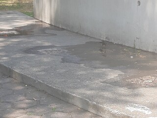 Bird in a park, Pájaro en un parque 616