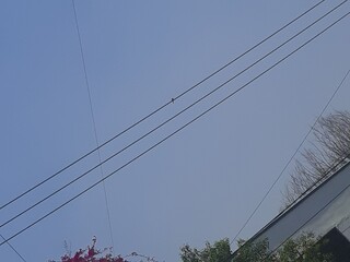 Bird perched on cables in the city sky, Pájaro posado sobre los cables en el cielo de la ciudad 623