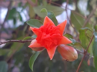 Red flower in a garden, Flor de color rojo en un jardín 627