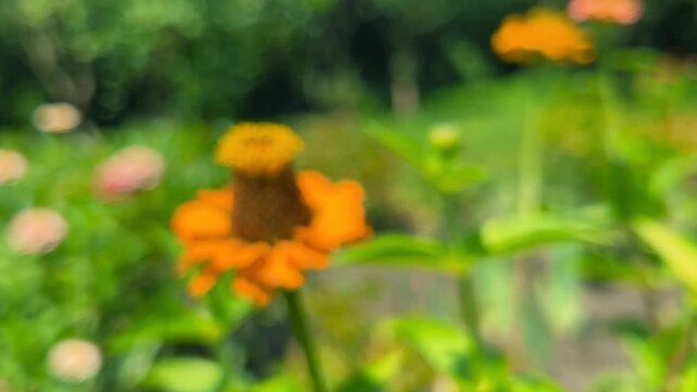 Zinnia elegans flower in a summer garden.