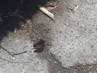 Orange and black butterfly, Mariposa de color naranja y negro 643