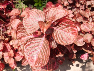 Red leaf, Hoja de color rojo 685