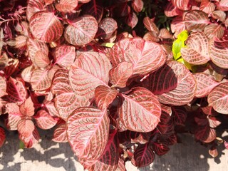 Red leaf, Hoja de color rojo 686