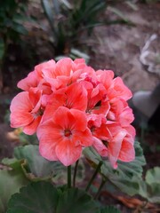 Close-up of a pink flower, Acercamiento de una flor de color rosa 695
