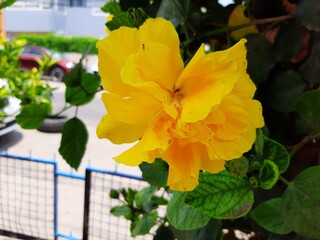 Close-up of a yellow flower in the city, Acercamiento de una flor de color amarillo en la ciudad 735