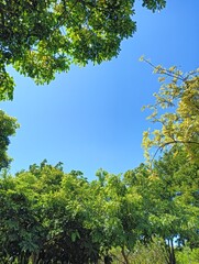 Vibrant Green Trees against a Clear Blue Sky