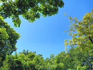 Clear Blue Sky Framed by Lush Green Trees on a Sunny Day