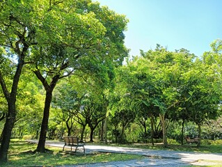 Serene Park Scene with Benches under Lush Green Trees