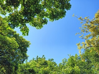 Clear Blue Sky Framed by Vibrant Green Foliage