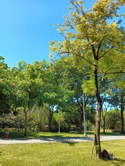 Tranquil Park Scene with Green Trees under a Clear Blue Sky