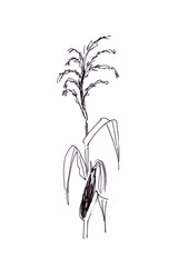 corn blooming, graphic black and white drawing