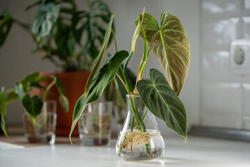 Sprouts of Philodendron Splendid plant in glass vase, ready to be transplanted into the soil,...