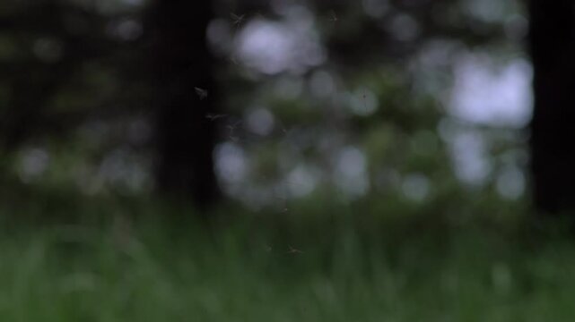 Mosquito Swarm