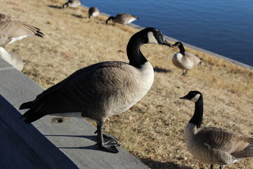Geese near water at a city park 