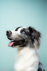 Side Profile of a Happy Border Collie Dog Looking Up Against a Blue Background