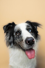Smiling Border Collie Dog with Unique Blue and Brown Eyes in a Studio
