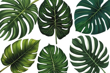 Exquisite Tropical Leaf Art Collection Highlighting Detailed Features and Vibrant Lushness