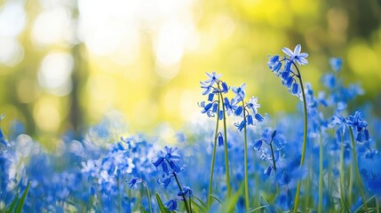 Fototapeta premium Bluebells in Sunlight Spring Flowers Woodland Bloom Nature Background