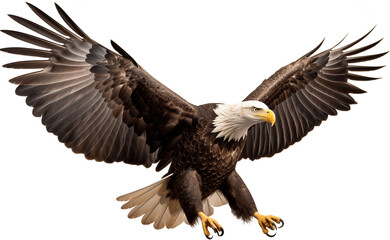 Obraz premium an isolated bald eagle (Haliaeetus leucocephalus) , flying in motion and in landing position, wildlife, Wildlife-themed, photorealistic illustration on a transparent background PNG. generative ai