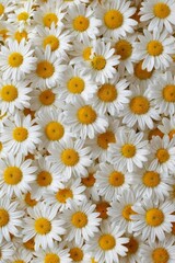 Close-up large group white daisy flowers yellow centers Chamomil
