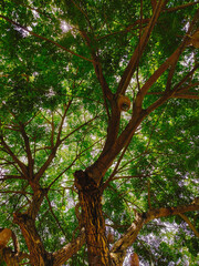 Bottom view up of a tall tree with an antique lamp hanging from it.