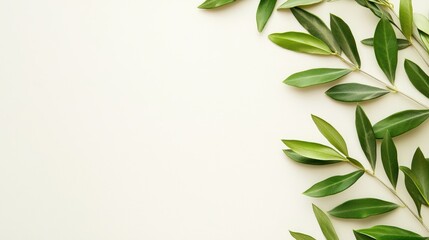 Olive Branch Border with White Background