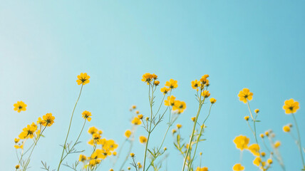 yellow flowers background