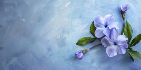 Delicate floral beauty of periwinkle flowers showcased in this image.