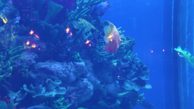 The fish Cichlasoma severum or false discus (Heros severus) swims in an aquarium.