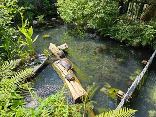 Turtle pond