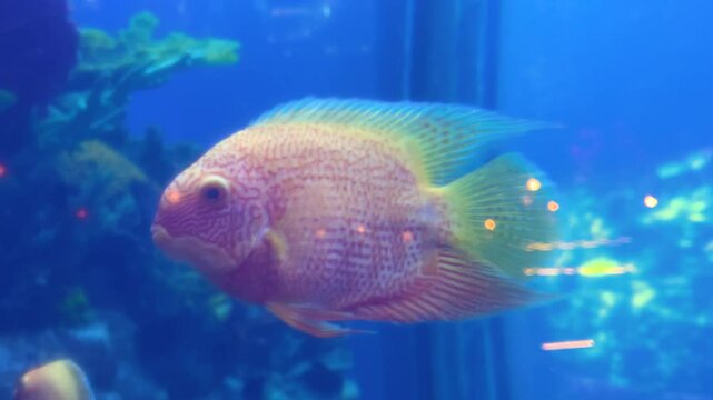 The fish Cichlasoma severum or false discus (Heros severus) swims in an aquarium.